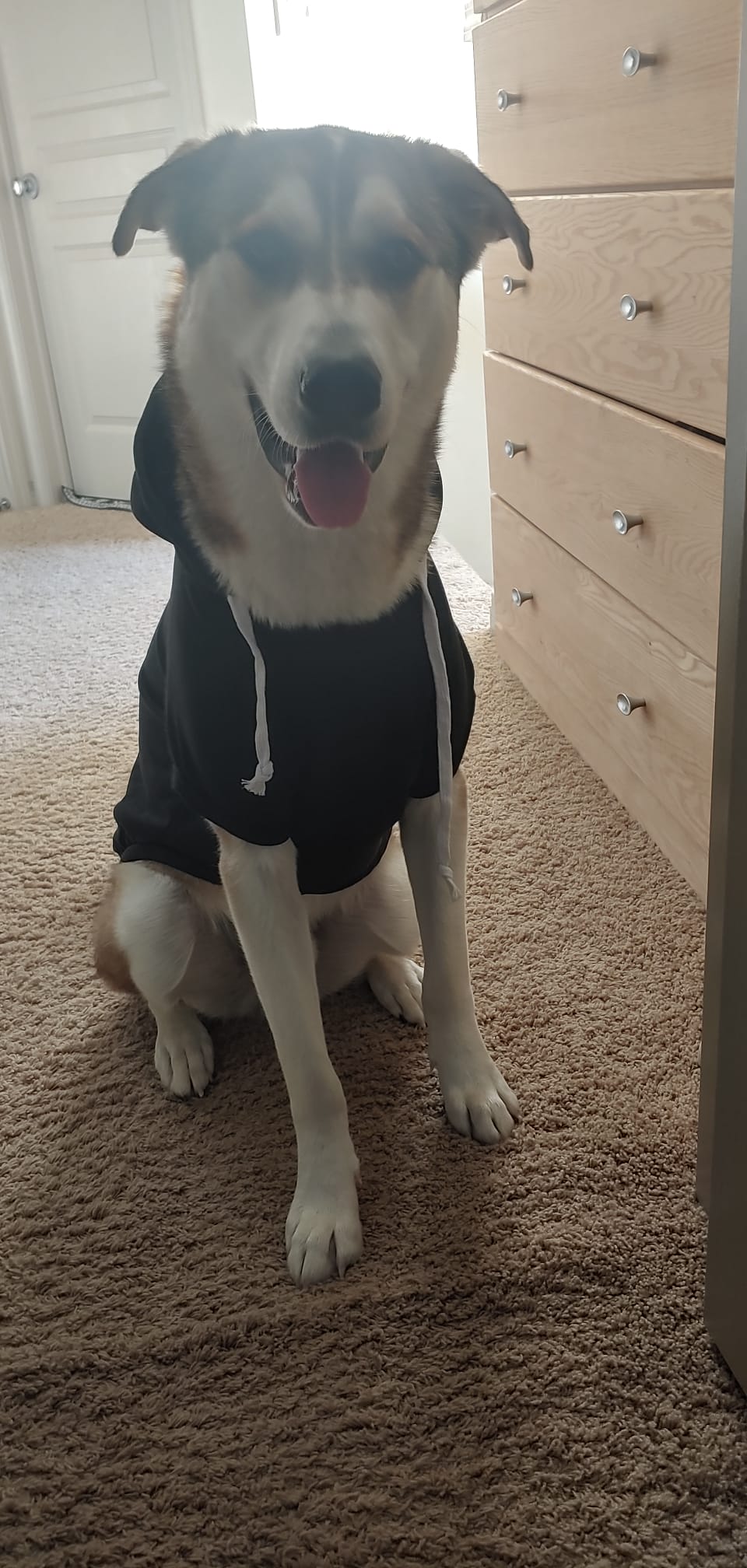 Saskatchewan Dog Hoodie