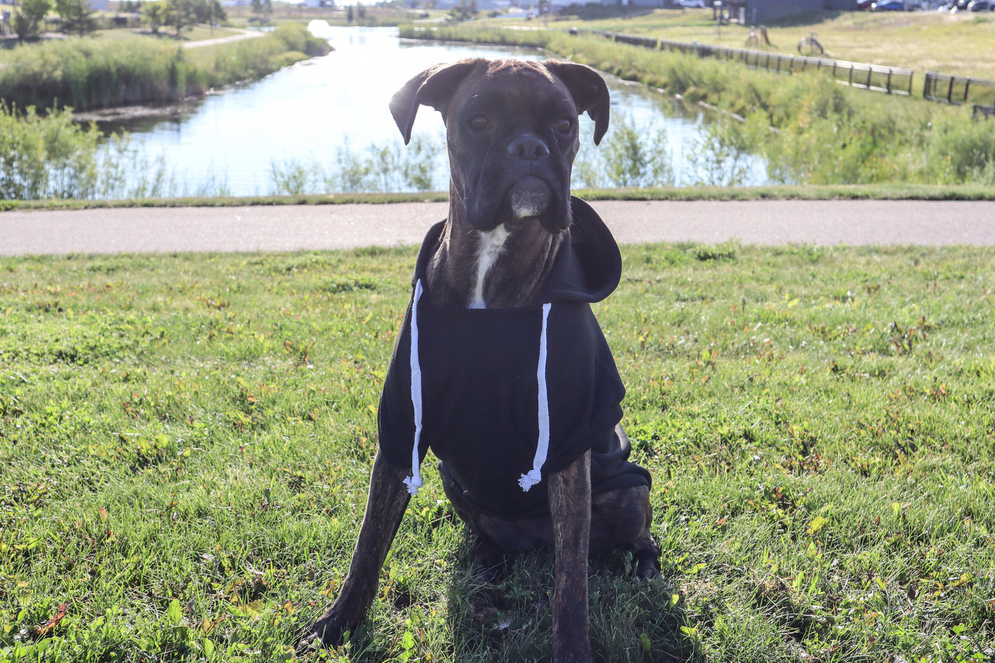 SASK Diamond Lily Dog Hoodie