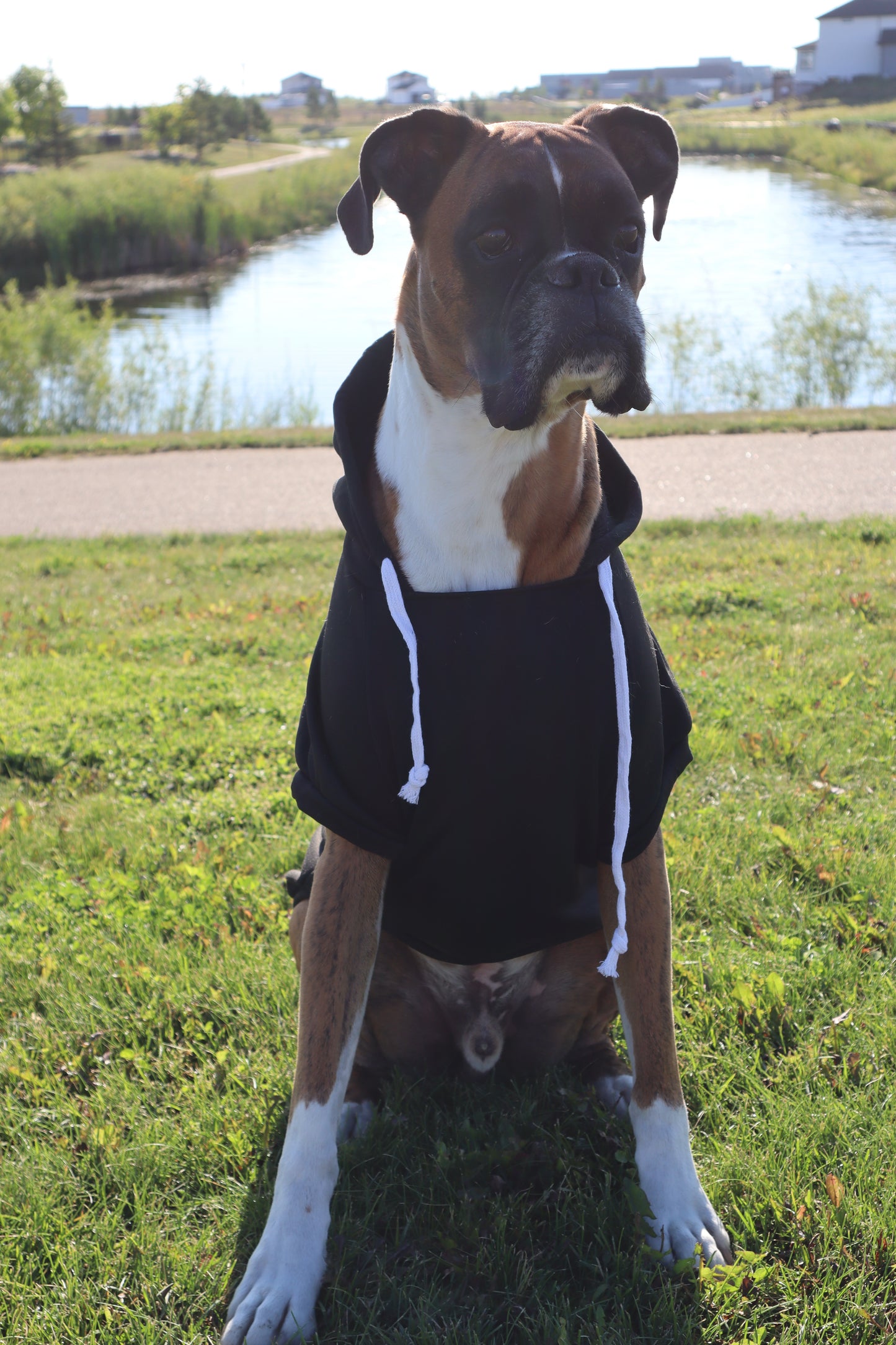 Saskatchewan Dog Hoodie