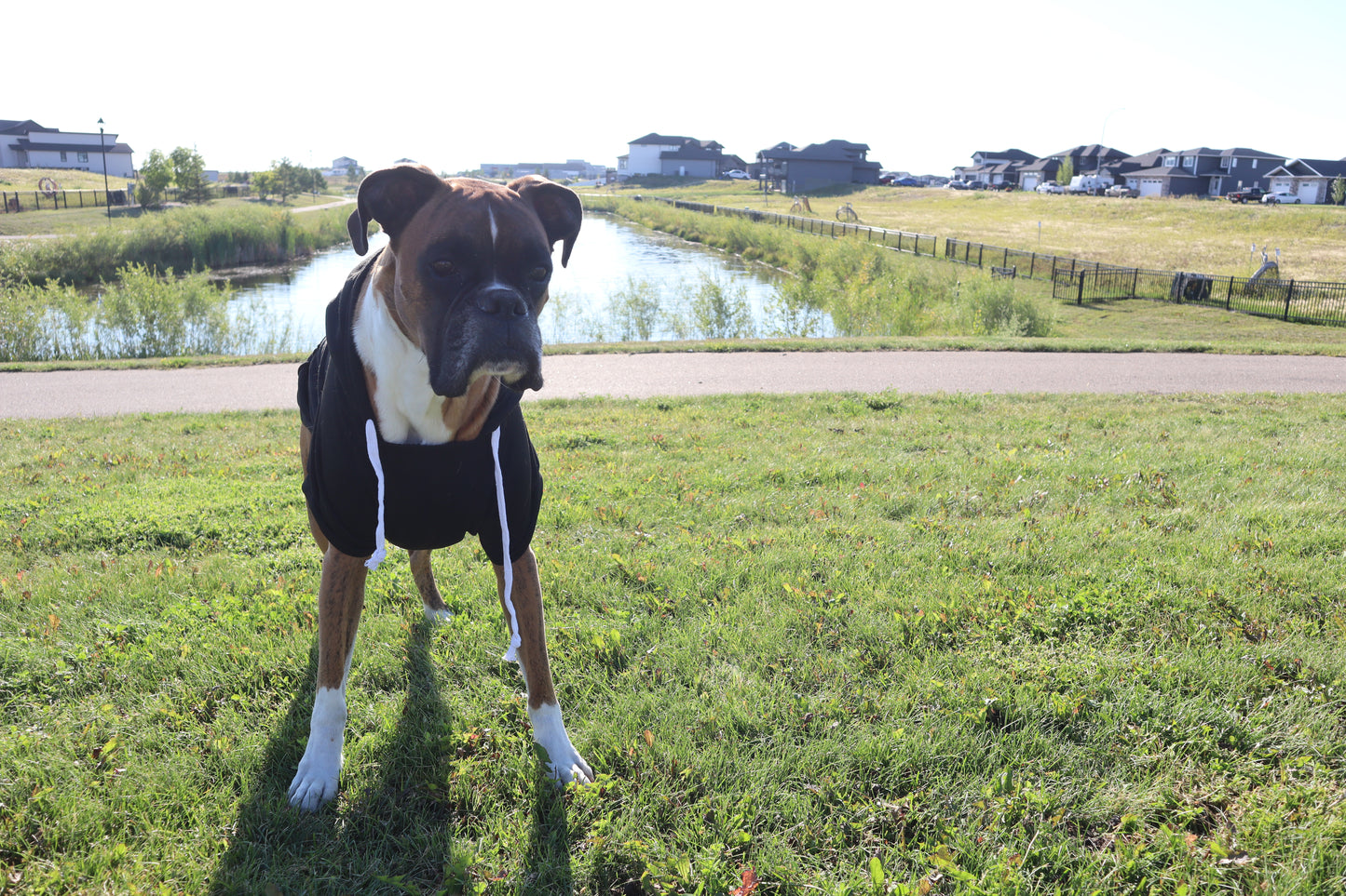 Saskatchewan Dog Hoodie